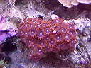 red zoanthids