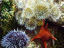 urchin and anemones