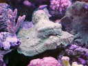 Plating coral