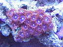 red zoanthids