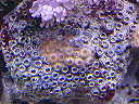 unidentified coral