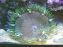 anemone