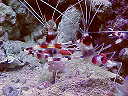 banded coral shrimps, male feeding female