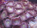 polyps